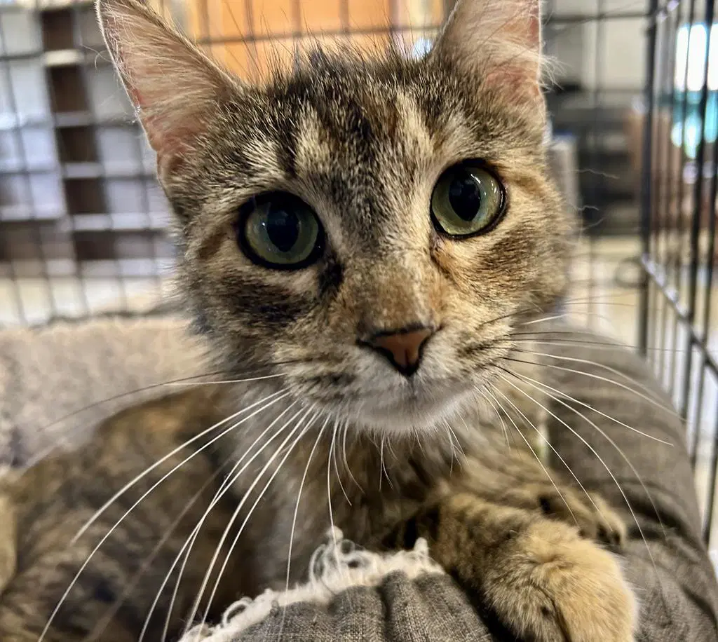 Soup - Domestic Short Hair