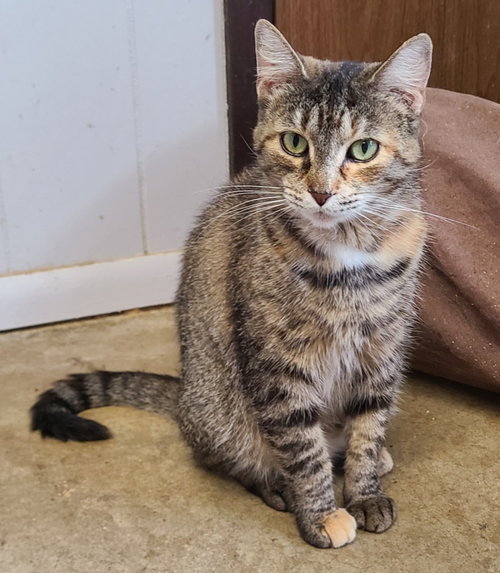 Soup, a cat for adoption from Midwest Pet Refuge