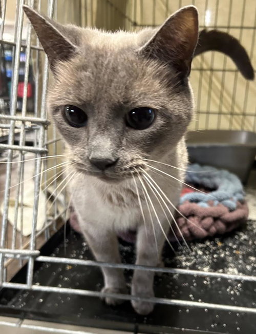 Marlowe, Adult Siamese / Tonkinese / Mixed, cat for adoption in Portland, Indiana