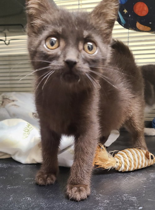 Caterpillar, an adoptable Domestic Short Hair in Portland, IN