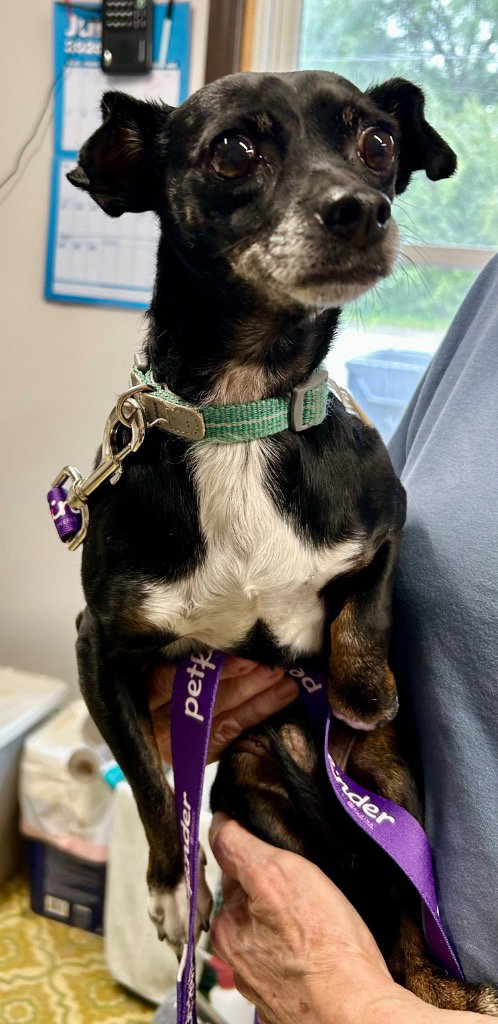 Chiweenie