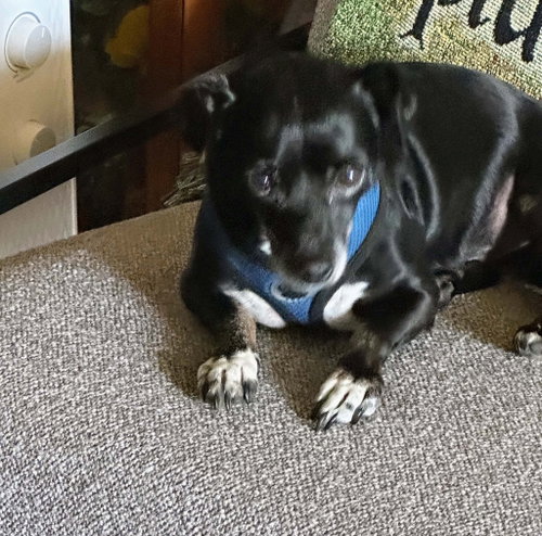 Alfie photo 2