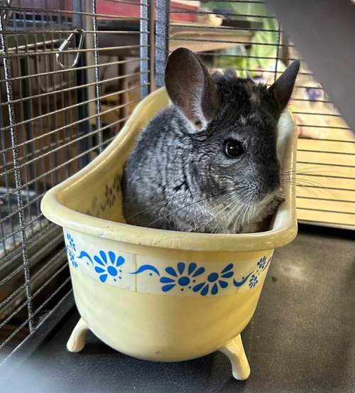 Lavender, a chinchilla for adoption from Midwest Pet Refuge