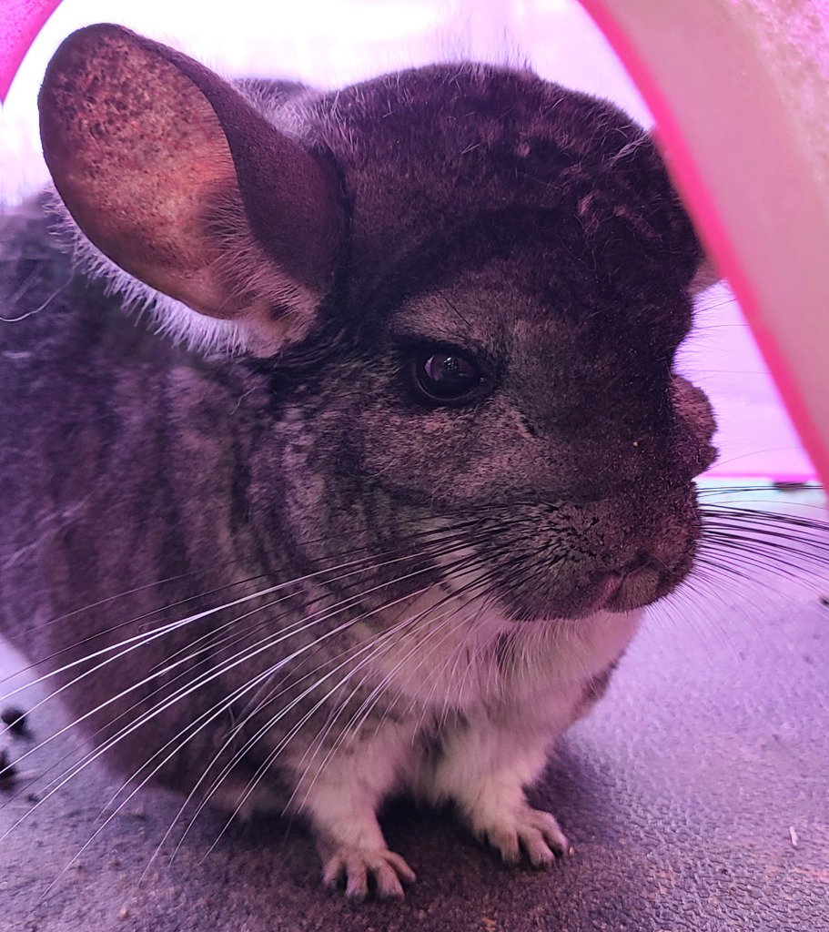 Lavender, photo 3