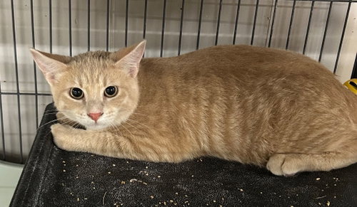 Macklyn, a cat for adoption from Midwest Pet Refuge