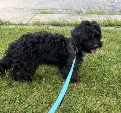 Gracie, an adoptable Poodle in Portland, IN