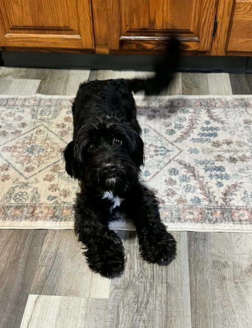 Gracie photo 2