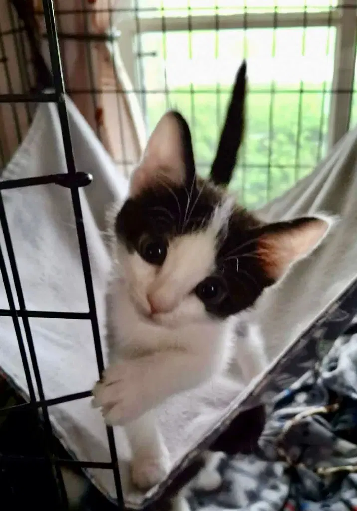 Gwen Stacy - Domestic Short Hair
