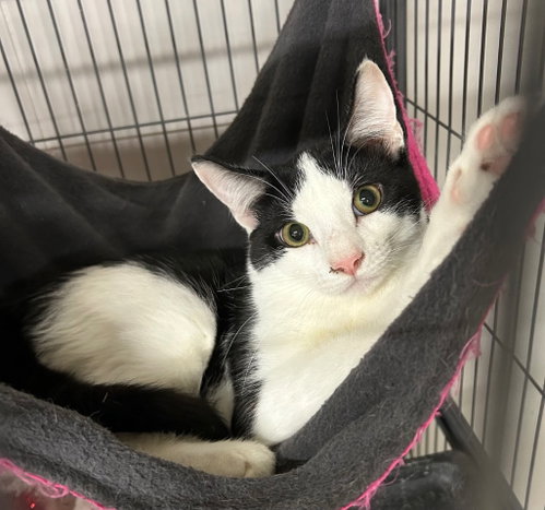 Forrmerly Known as Gwen Stacy, a cat for adoption from Midwest Pet Refuge