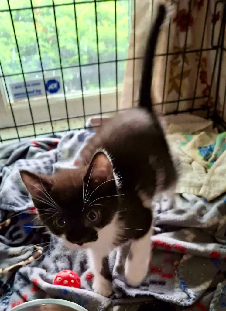 Peter Parker - Domestic Short Hair