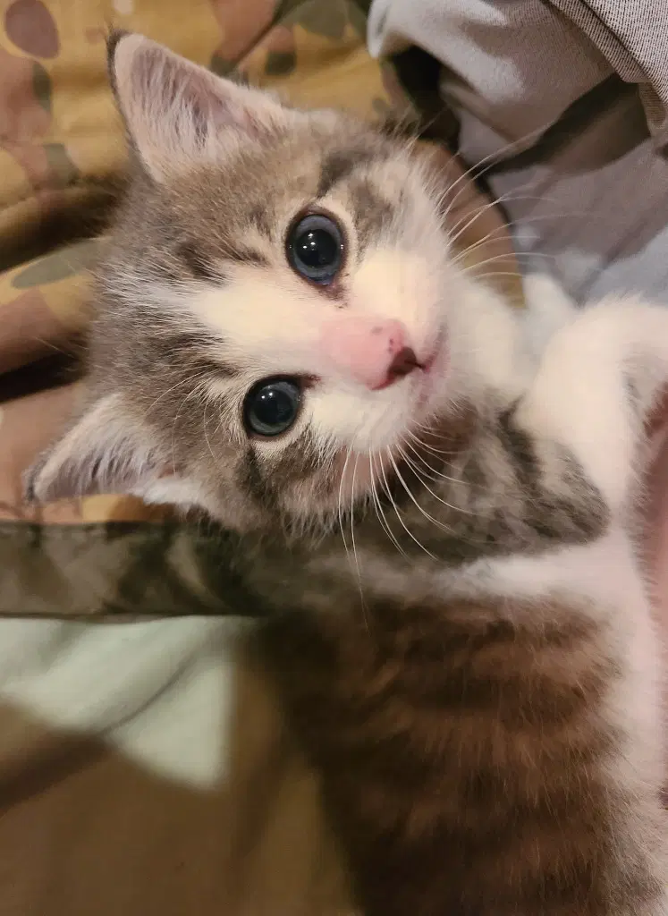 Dump Truck - Domestic Short Hair