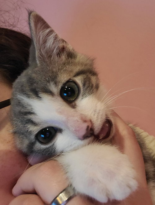 Dump Truck, a cat for adoption from Midwest Pet Refuge