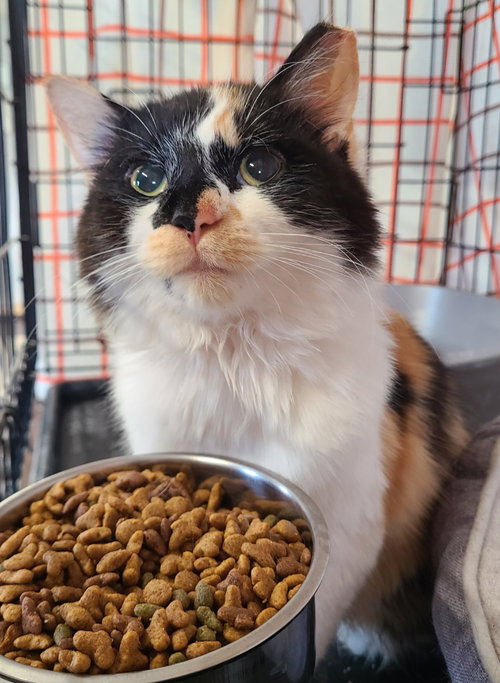 Melody, an adoptable Domestic Long Hair in Portland, IN
