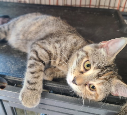 Blackbird, a cat for adoption from Midwest Pet Refuge