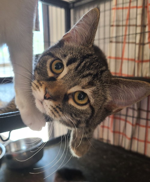 Brynne, a cat for adoption from Midwest Pet Refuge