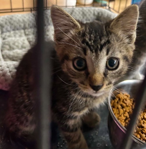 Paris, an adoptable Domestic Short Hair in Portland, IN
