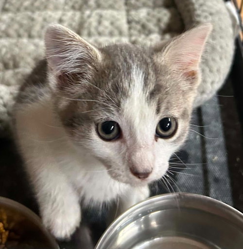 Daughtry, an adoptable Domestic Short Hair in Portland, IN