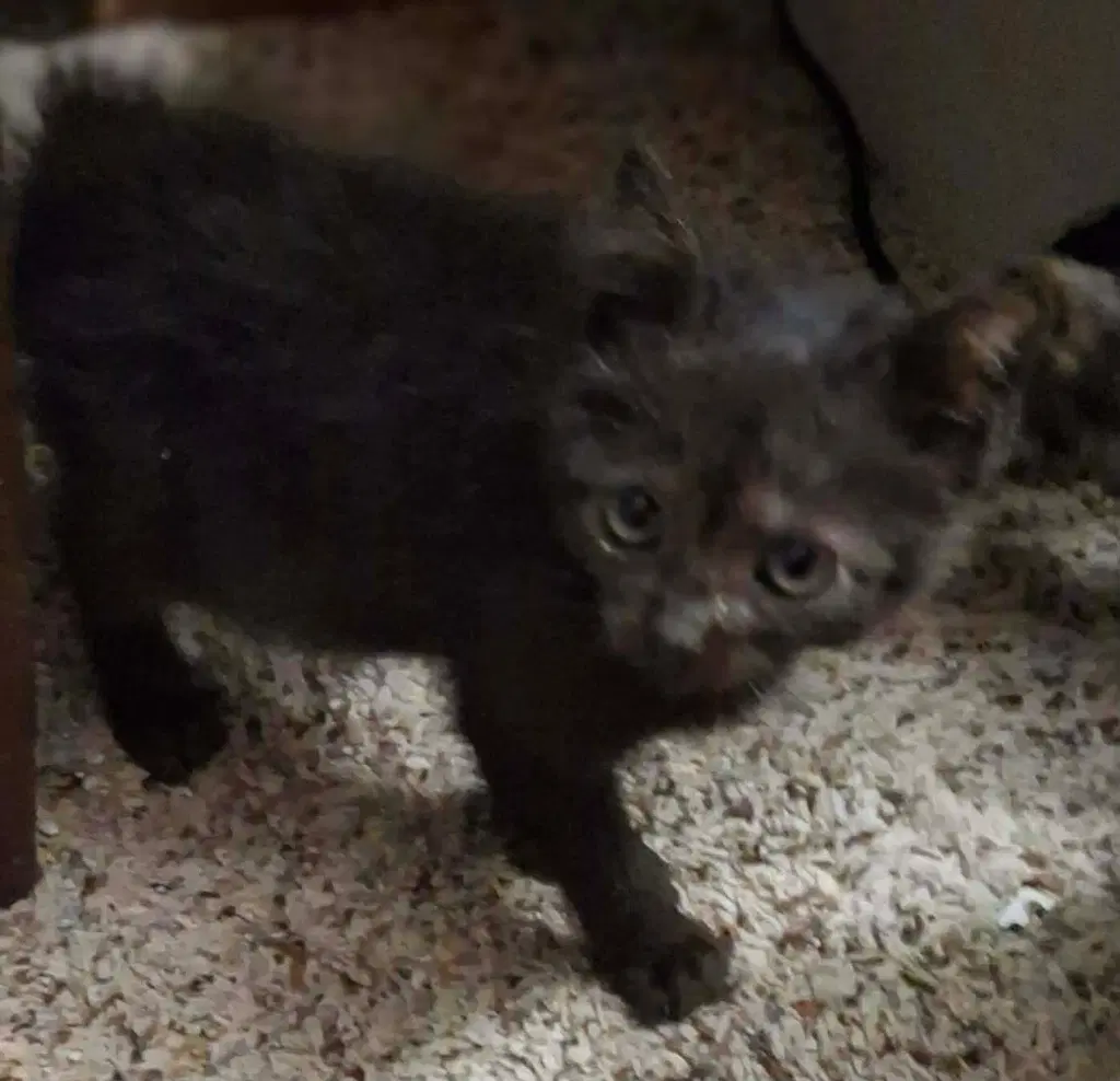 Alis Chalmers - Domestic Short Hair