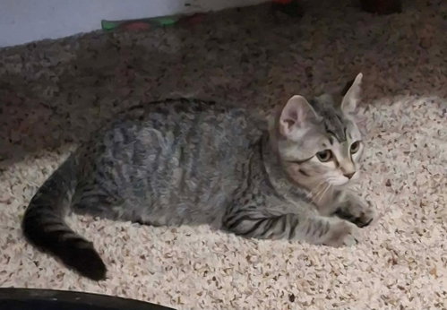 Forge, a cat for adoption from Midwest Pet Refuge