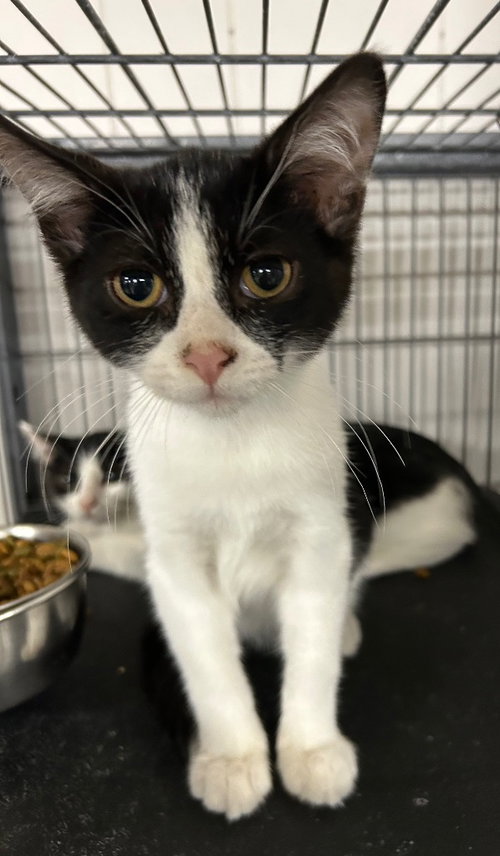 Scrap, a cat for adoption from Midwest Pet Refuge