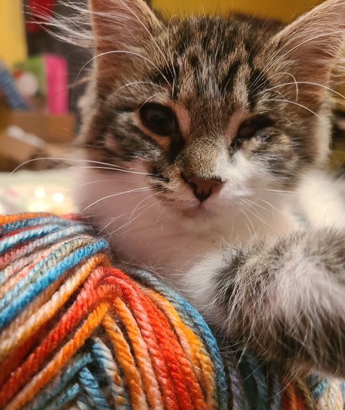 picture of the cat needing adoption