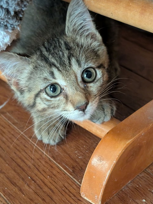 Sookie, a cat for adoption from Midwest Pet Refuge