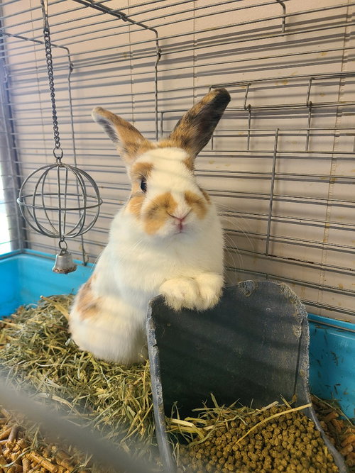 Soren, a rabbit for adoption from Midwest Pet Refuge
