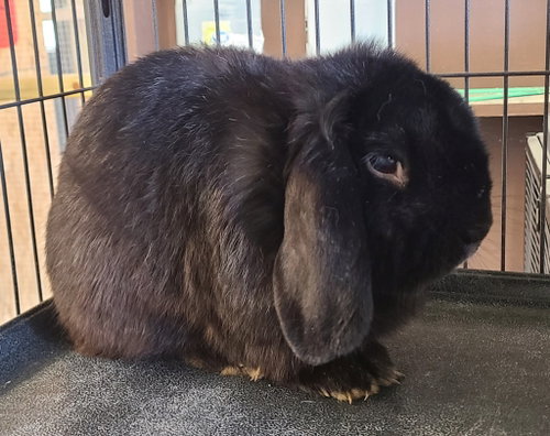 Midnight, a rabbit for adoption from Midwest Pet Refuge