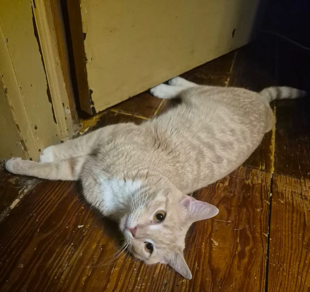 Nelson - Domestic Short Hair