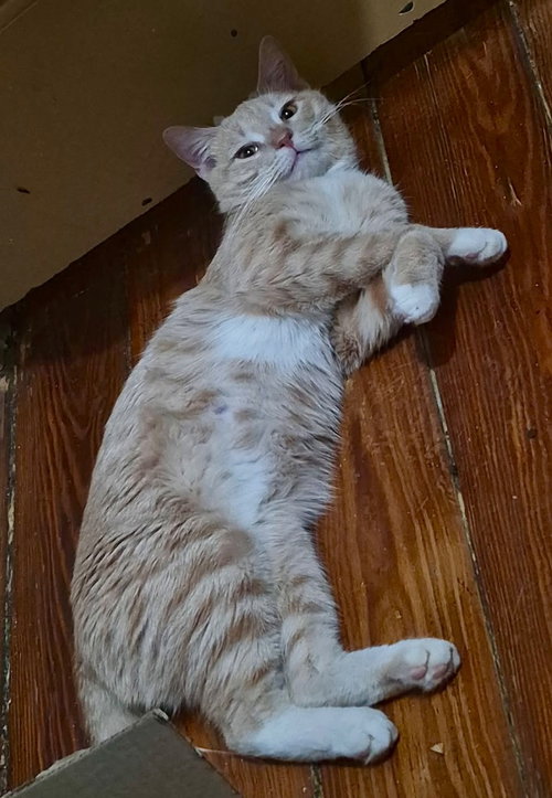 Photo 2 of Nelson