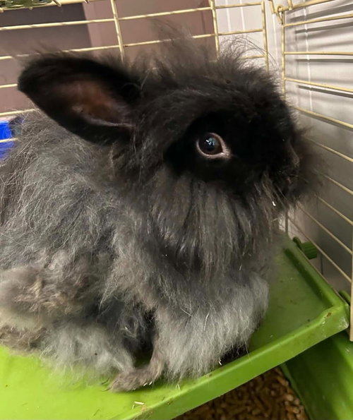 Teddy Bear, a rabbit for adoption from Midwest Pet Refuge