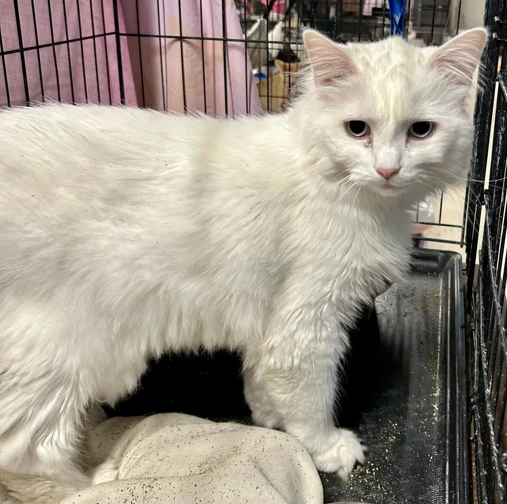 Zelda - Domestic Medium Hair