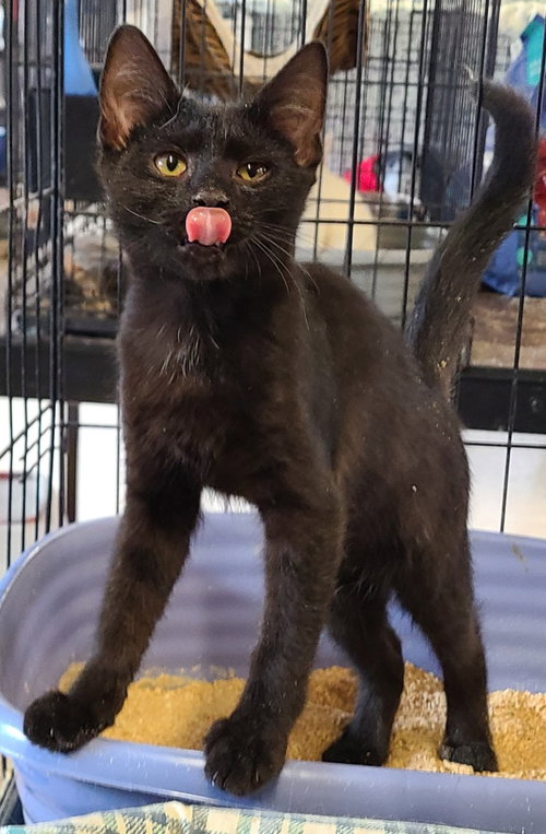 Archer, a cat for adoption from Midwest Pet Refuge