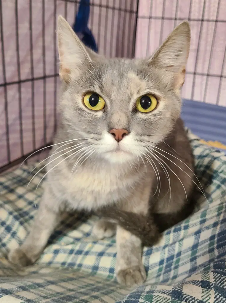 Malory - Domestic Short Hair