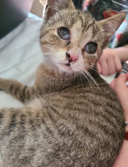 Mouse, a cat for adoption from Midwest Pet Refuge