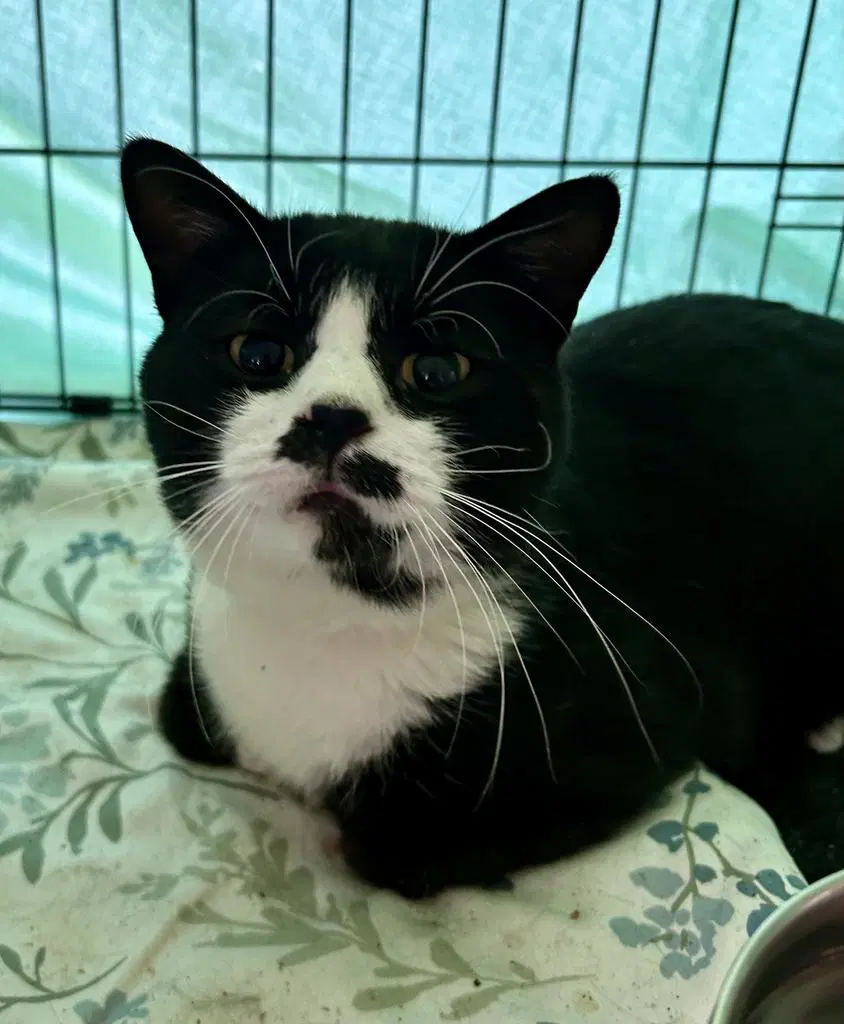 Male Tuxedo - Domestic Short Hair