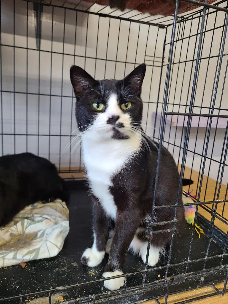 Male Tuxedo - Domestic Short Hair