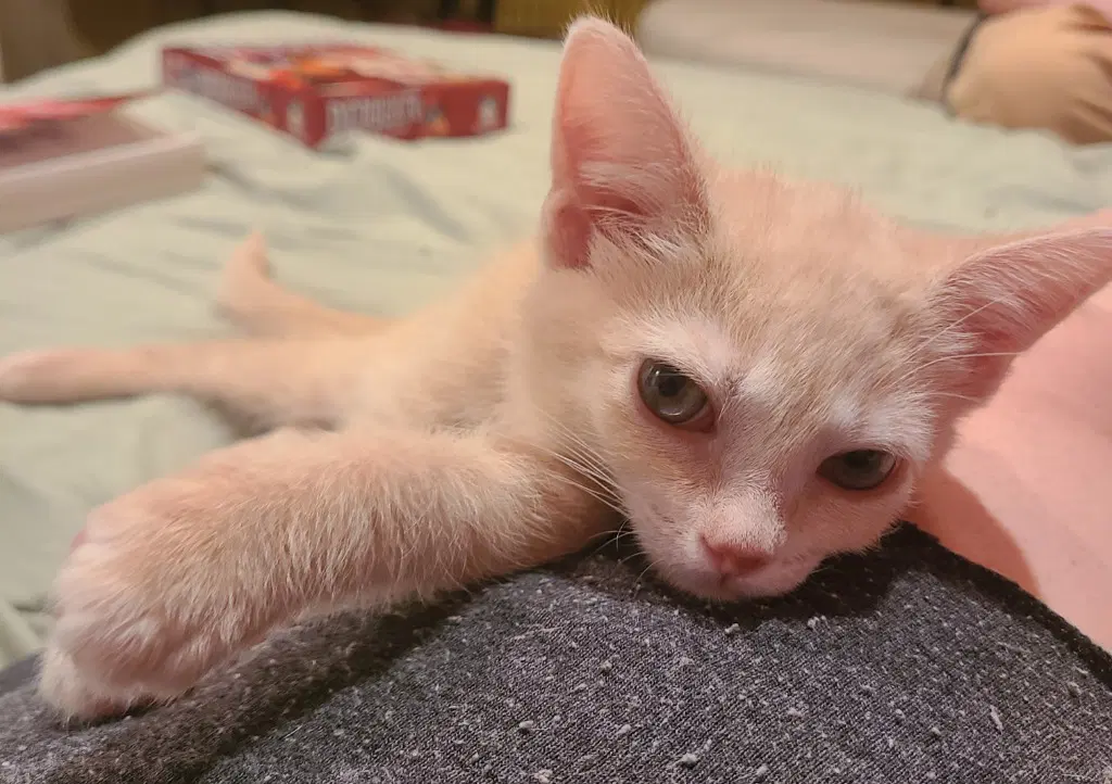 Pimento - Domestic Short Hair