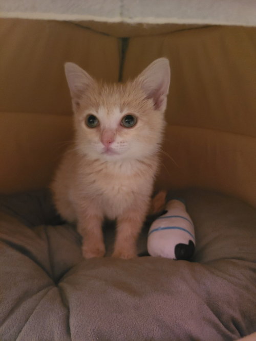 Photo 4 of Pimento