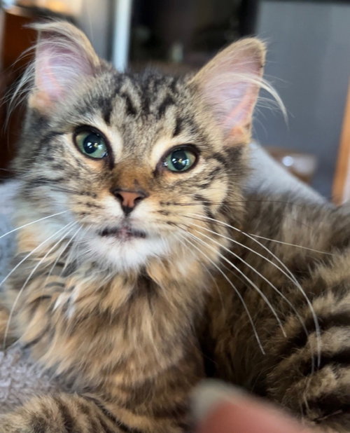 Kitt