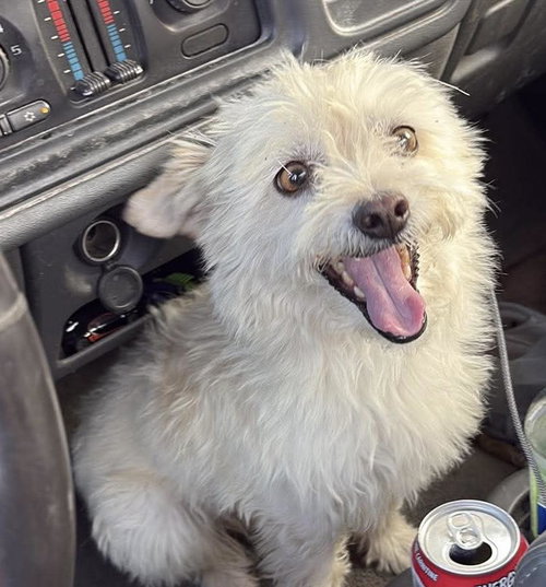 picture of the dog needing adoption