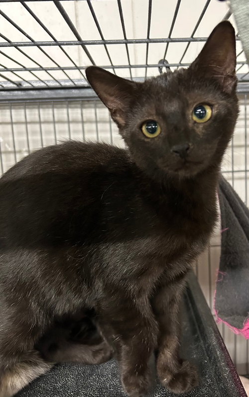 Hudson, a cat for adoption from Midwest Pet Refuge