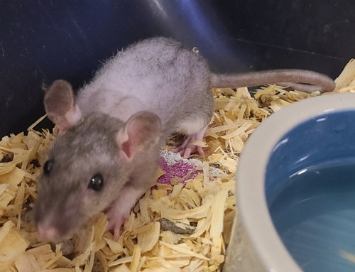 Belladonna, a rat for adoption from Midwest Pet Refuge