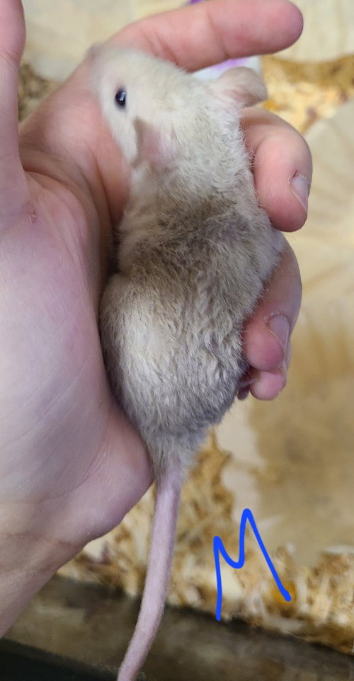 Burdock, a rat for adoption from Midwest Pet Refuge