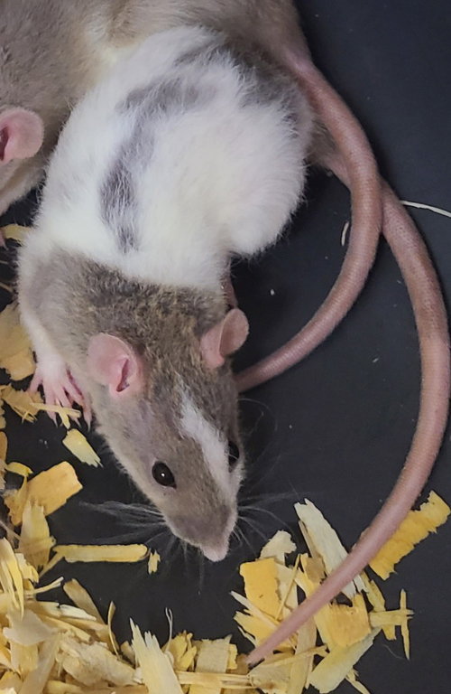 Hemlock, a rat for adoption from Midwest Pet Refuge