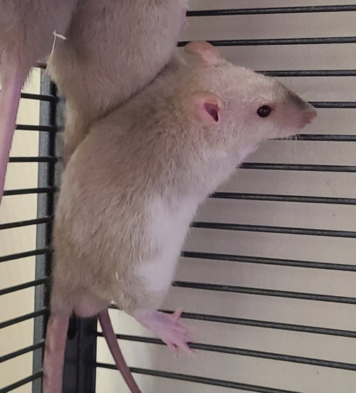 Mandrake, a rat for adoption from Midwest Pet Refuge