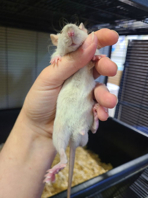 Mugwort, a rat for adoption from Midwest Pet Refuge