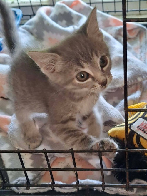 Lil Boy, a cat for adoption from Midwest Pet Refuge