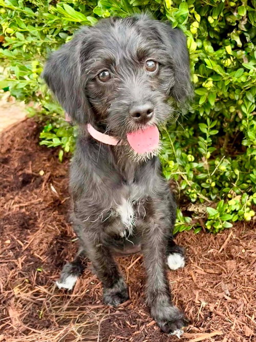 picture of the dog needing adoption