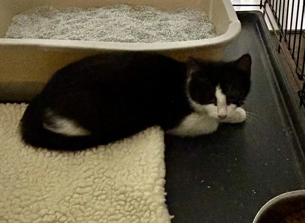 Juniper - Domestic Short Hair